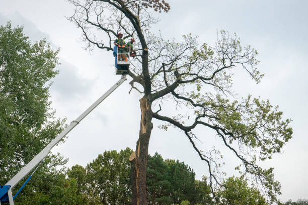 Best Tree Trimming and Pruning  in Sorrento, LA