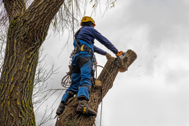 Best Tree and Shrub Care  in Sorrento, LA