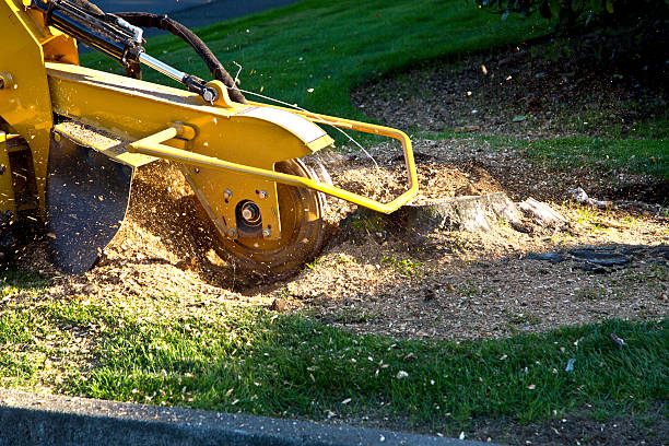 Best Fruit Tree Pruning  in Sorrento, LA